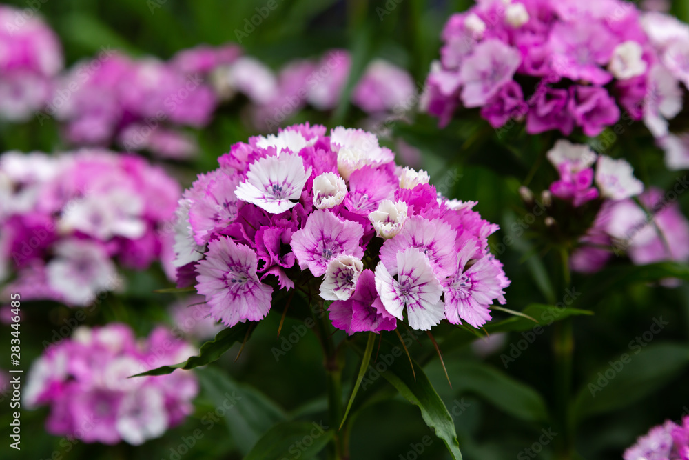 Dianthus barbatus (Sweet William's) in garden. Purple flowers dianthus barbatus in natural background. Dianthus barbatus (Sweet William's) in garden. Purple flowers dianthus barbatus in natural background.