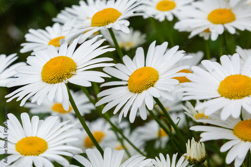 Fototapeta premium Chamomile in garden. A beautiful scene of nature with blooming Chamomile. Summer floral background. Daisy background.