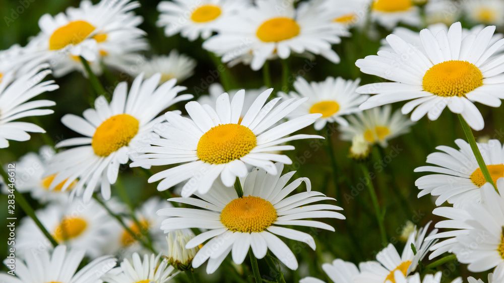 Chamomile in garden. A beautiful scene of nature with blooming Chamomile. Summer floral background. Daisy background. Chamomile in garden. A beautiful scene of nature with blooming Chamomile. Summer floral background. Daisy background.