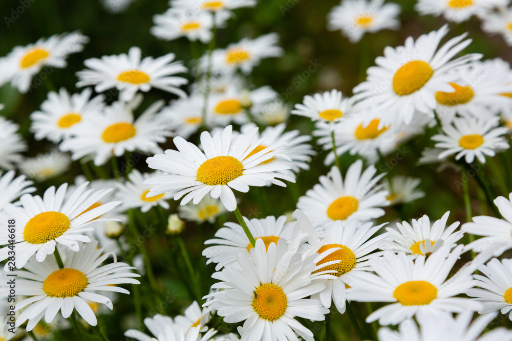 Chamomile in garden. A beautiful scene of nature with blooming Chamomile. Summer floral background. Daisy background.