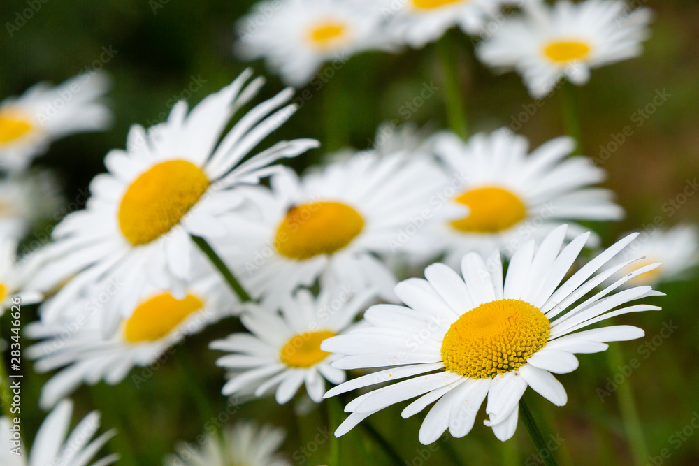 Chamomile in garden. A beautiful scene of nature with blooming Chamomile. Summer floral background. Daisy background.