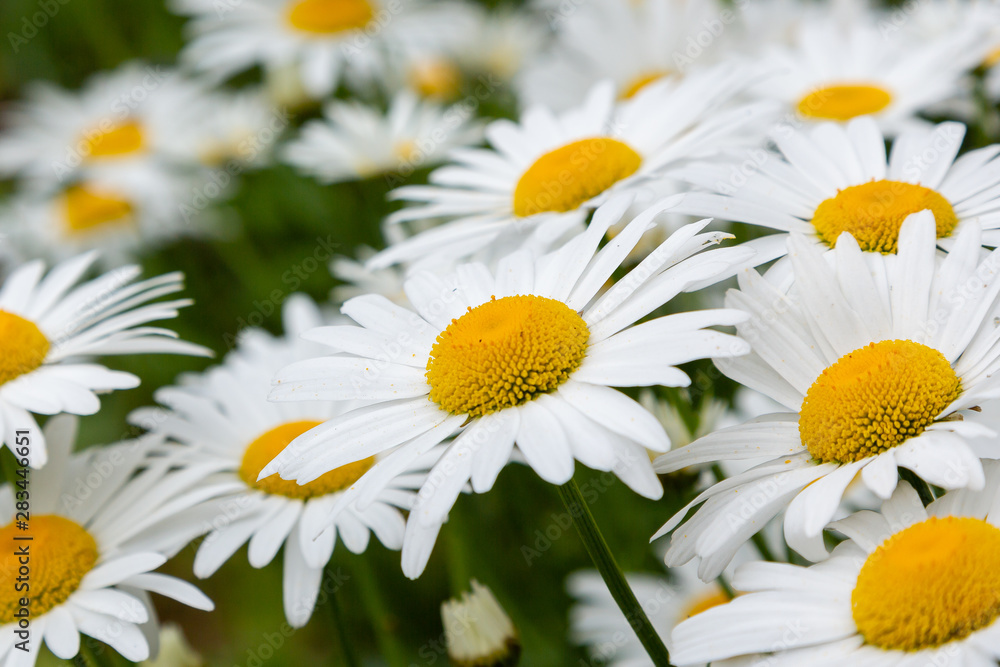Fototapeta premium Chamomile in garden. A beautiful scene of nature with blooming Chamomile. Summer floral background. Daisy background.