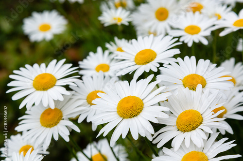 Chamomile in garden. A beautiful scene of nature with blooming Chamomile. Summer floral background. Daisy background.