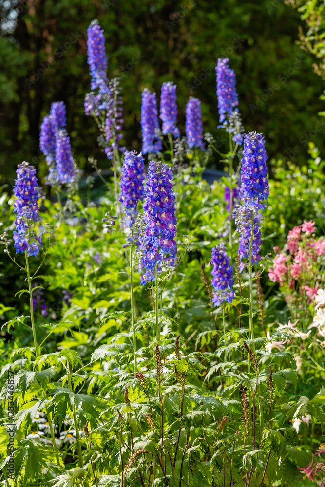 Beautiful delphiniums blooming in the garden. Beautiful delphiniums blooming in the garden.
