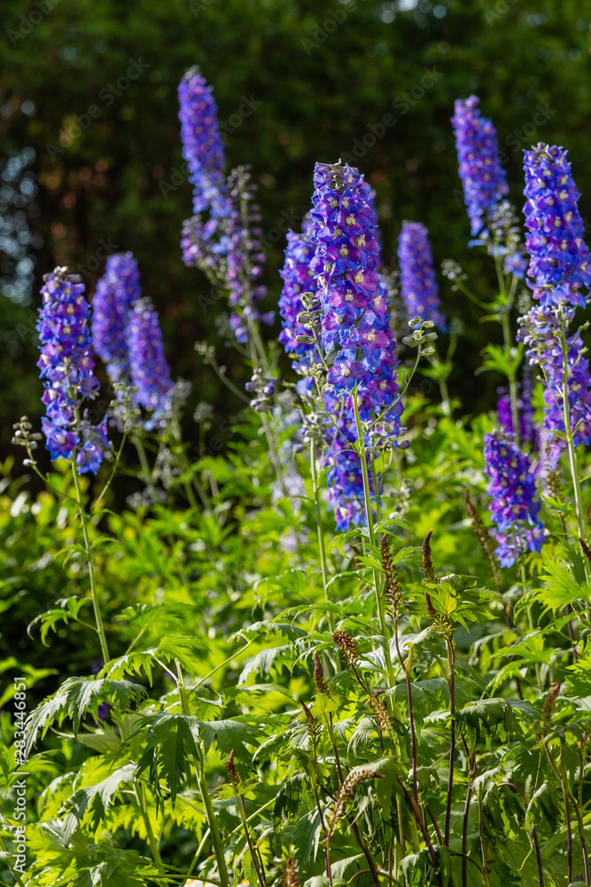 Beautiful delphiniums blooming in the garden. Beautiful delphiniums blooming in the garden.