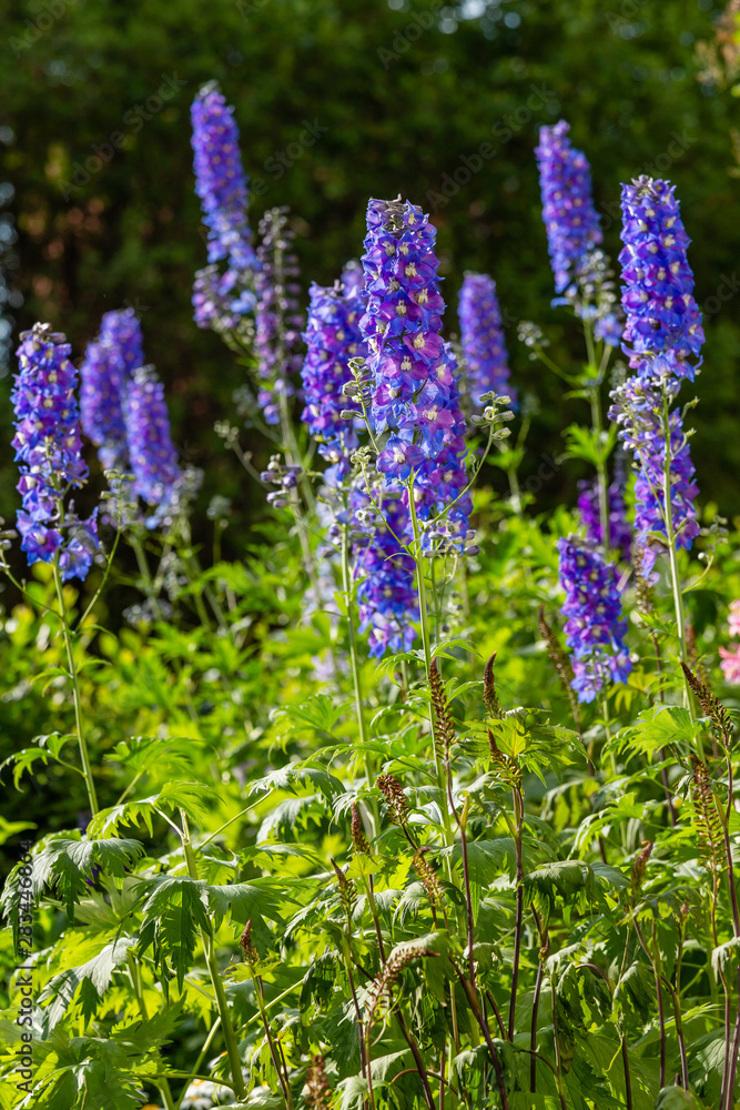 Fototapeta premium Beautiful delphiniums blooming in the garden.
