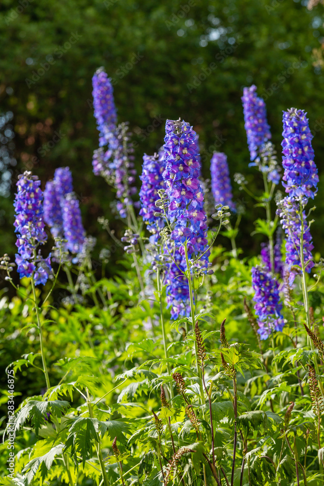 Beautiful delphiniums blooming in the garden. Beautiful delphiniums blooming in the garden.