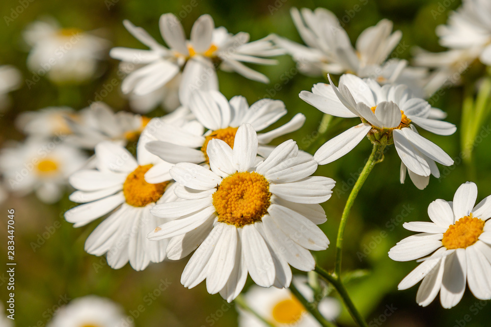 Fototapeta premium Flower background of chamomiles, daisies, pyrethrum