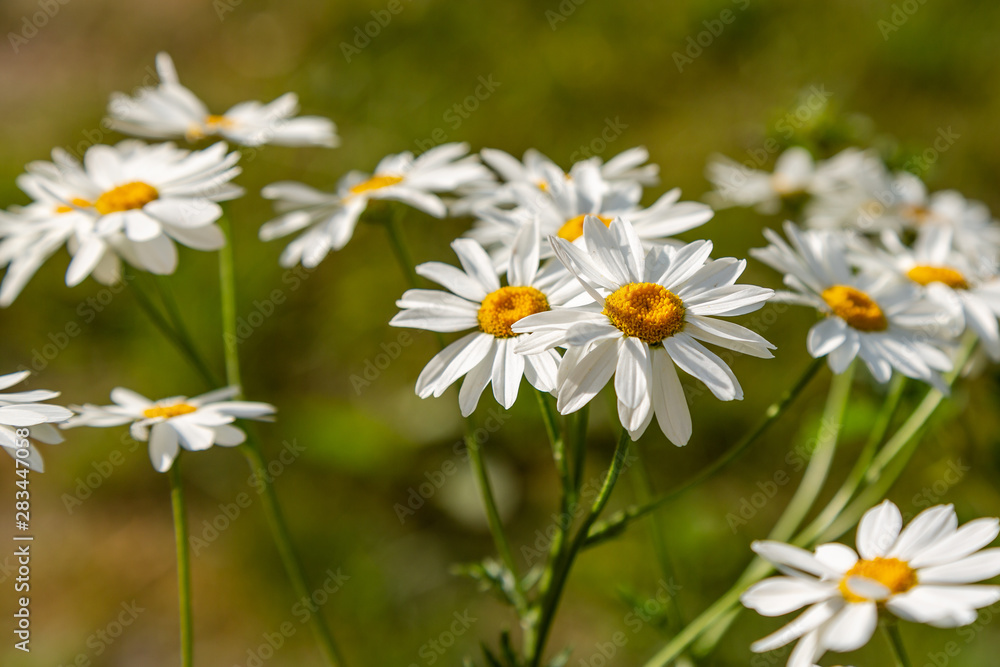 Flower background of chamomiles, daisies, pyrethrum Flower background of chamomiles, daisies, pyrethrum