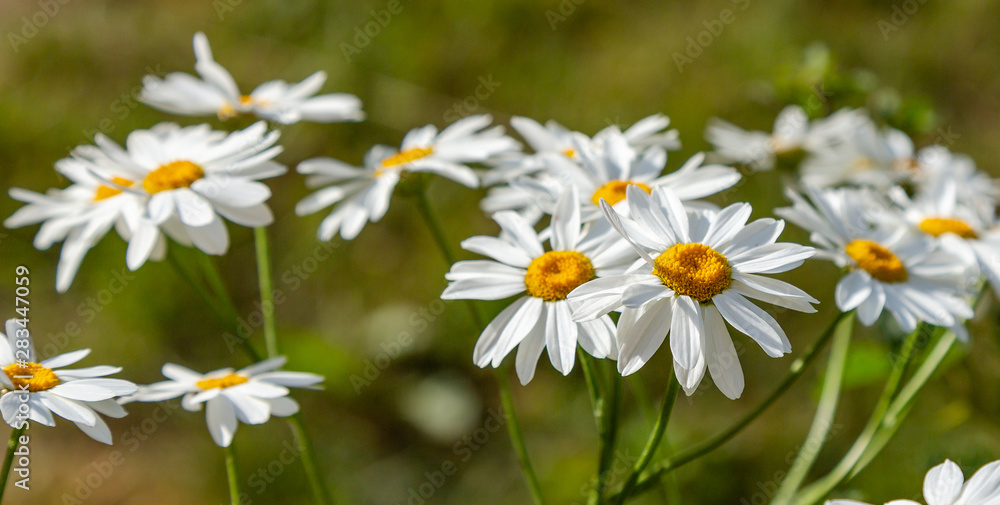 Flower background of chamomiles, daisies, pyrethrum Flower background of chamomiles, daisies, pyrethrum