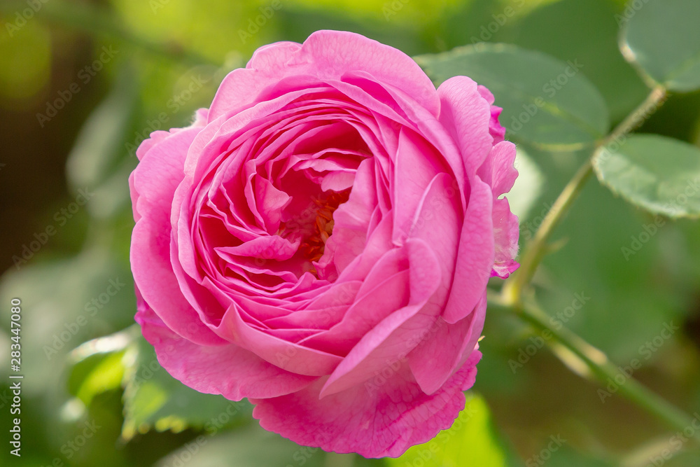 Beautiful purple roses in the garden. Blooming rosa flowers and leaves in natural background. Floral background. Beautiful purple roses in the garden. Blooming rosa flowers and leaves in natural background. Floral background.