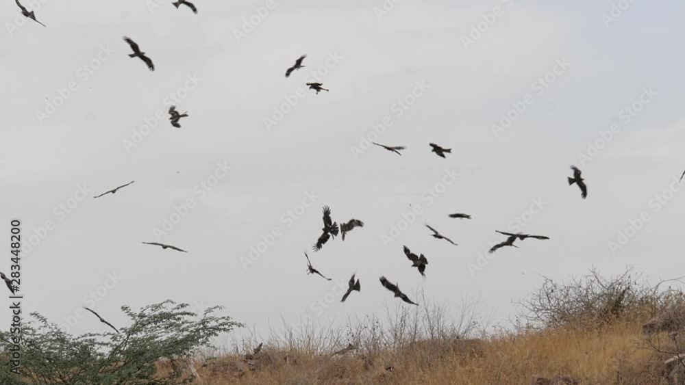 Black kites catching pieces of meat thrown from the ground in Jodhpur. Scrap meat is collected from local butcheries every day and thrown to the birds from the top of Mehrangarh fort. Black kites catching pieces of meat thrown from the ground in Jodhpur. Scrap meat is collected from local butcheries every day and thrown to the birds from the top of Mehrangarh fort.