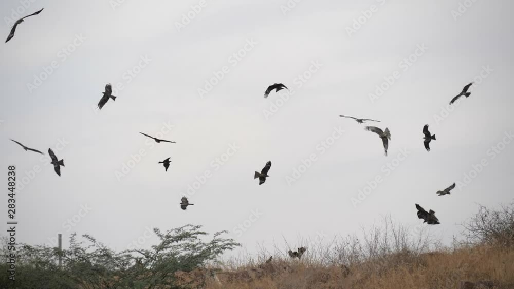 Black kites catching pieces of meat thrown from the ground in Jodhpur. Scrap meat is collected from local butcheries every day and thrown to the birds from the top of Mehrangarh fort.