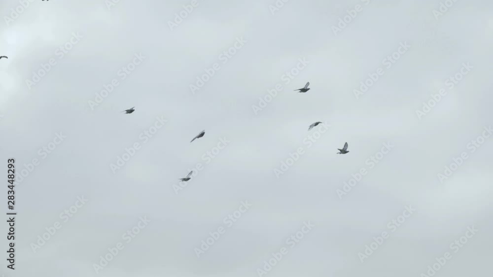 Flock of pigeons Flying - Slowmotion 180fps Flock of pigeons Flying - Slowmotion 180fps