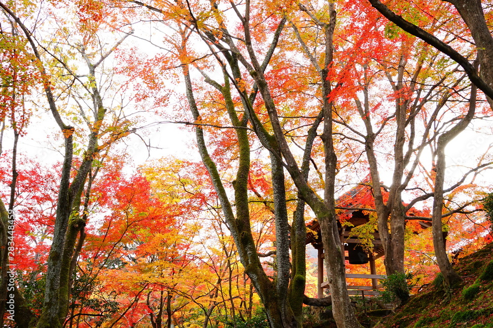 Fototapeta premium 鐘楼と紅葉(2)