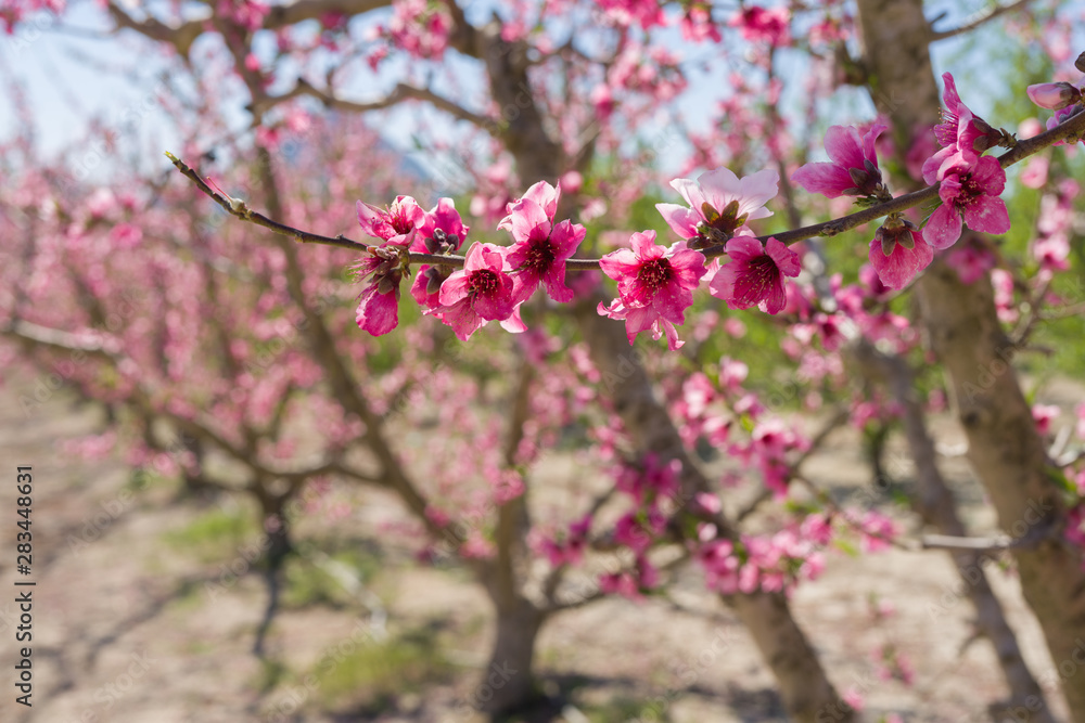 Beautiful pink peach flowers petals and trees blooming on a spring sunny day