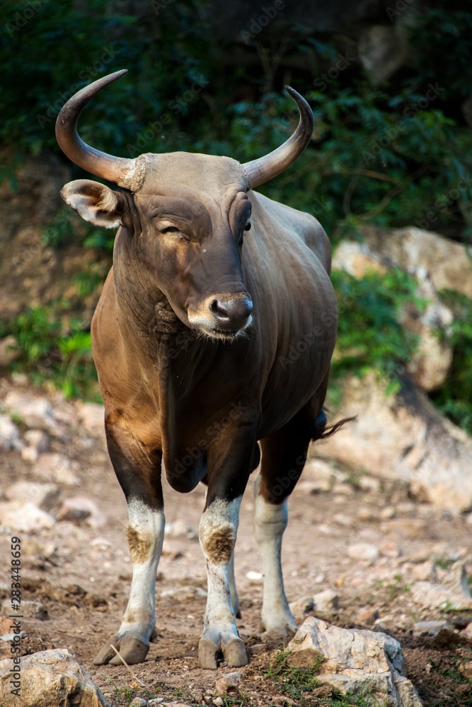 Smile Buffalo - Male Banteng - south east asian bull Smile Buffalo - Male Banteng - south east asian bull