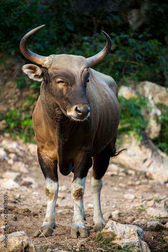 Smile Buffalo - Male Banteng - south east asian bull