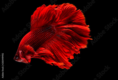 Dark red Siamese fighting fish , betta fish was isolated on black background. Fish also action of turn head in different direction during swim.