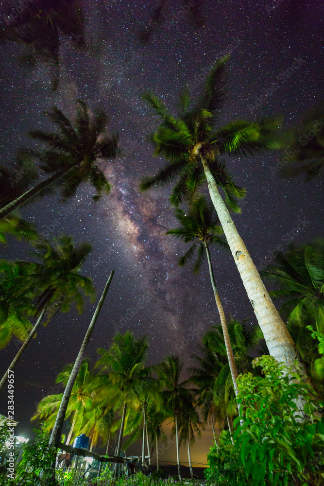 Coconut Forest Milkyway