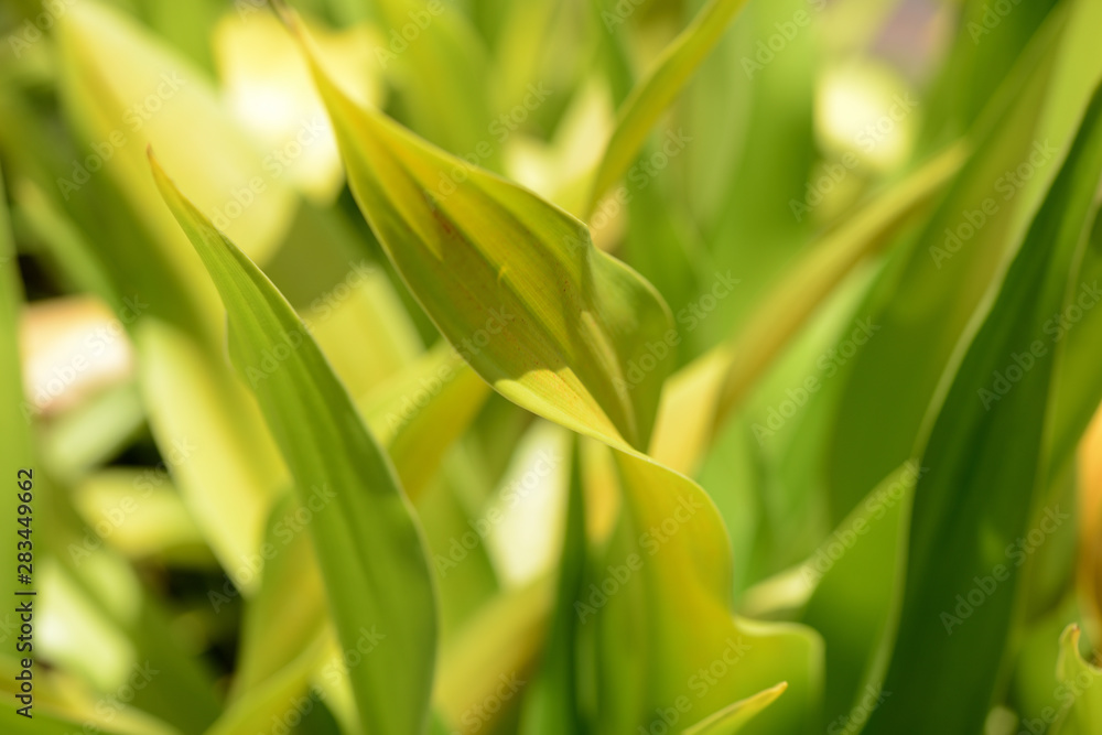 Green leaves close-up in a tropical garden on a bright sunny day Green leaves close-up in a tropical garden on a bright sunny day