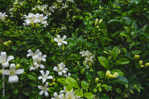 White scented flowers with lush green leaves of Orange jessamine or Murraya paniculata trees blooming in garden.