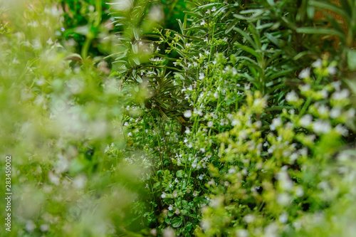 Blurred and defocus image of lush green rosemary plants with small flowers in the herb garden.