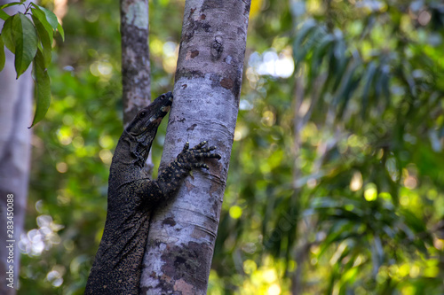 Goanna in tree near Kuranda in Tropical North Queensland, Australia