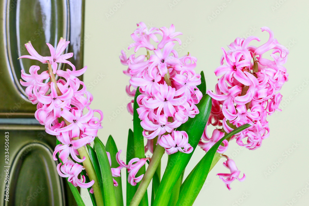 Pink hyacinth flowers. Pink hyacinth flowers.