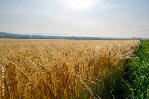 Yellow field of wheat. Foggy morning. Ripe ears of wheat in dew drops.