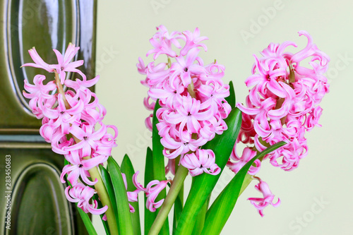 Pink hyacinth flowers.