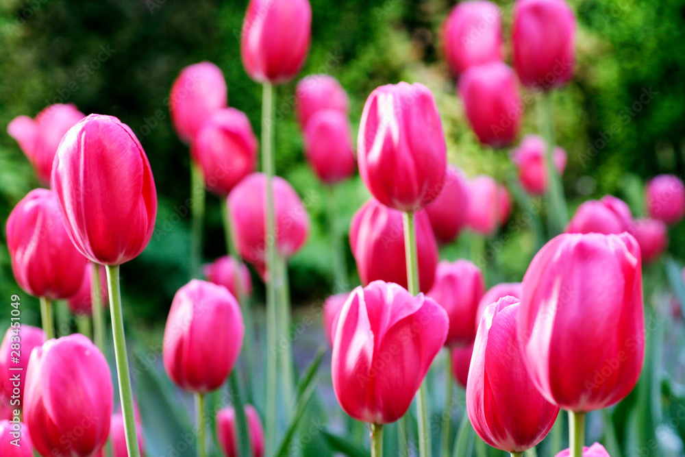 Field of pink tulips.