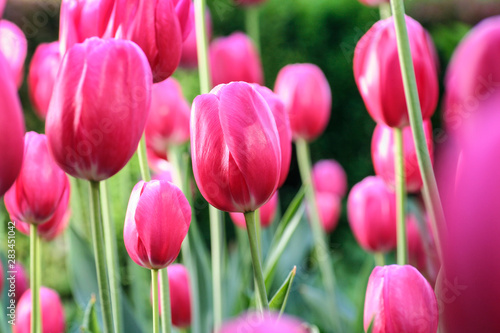 Field of pink tulips.