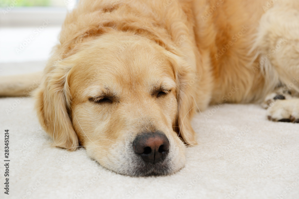 golden retriever lying on carpet in the house golden retriever lying on carpet in the house