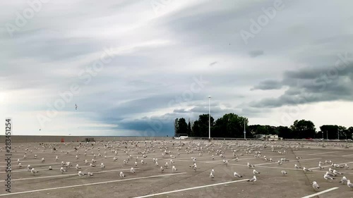 Over one hundred Sea Gull birds in huge number/crowd or group together by the beach resting on a big ground/parking lot near cedar point beach in Ohio, USA. photo