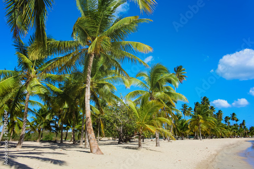 Karibik Palmen Strand © Patrick Aurednik