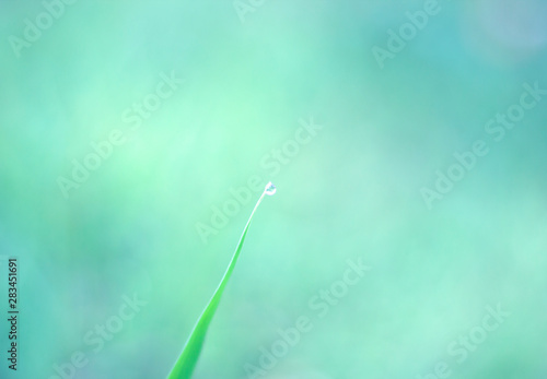 Lush green grass on the grass field with dew drops in the morning