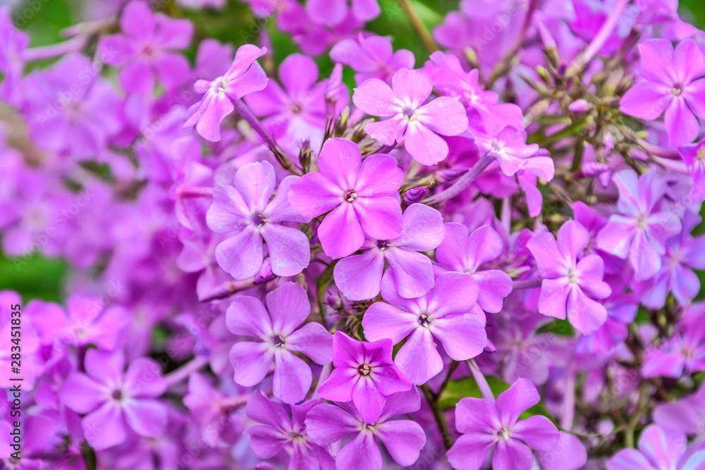 Light violet perennial phlox paniculata fragrant flowers in garden, macro