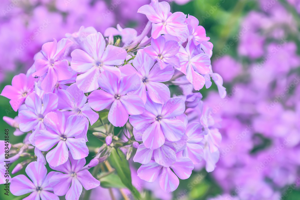 Light violet perennial phlox paniculata fragrant flowers in garden, macro