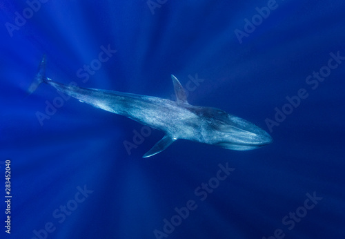 Blue Whale © Darin Sakdatorn