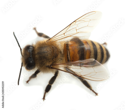 Obraz na płótnie European honey bee, apis mellifera isolated on white background