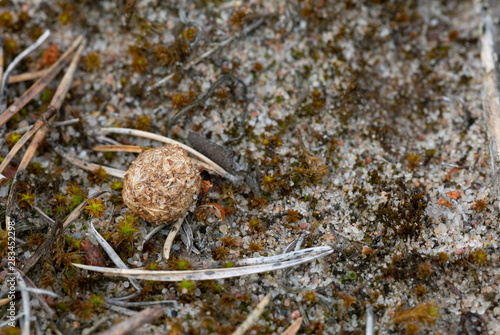 Droppings after the blure hare, Lepus timidus in sandy environment