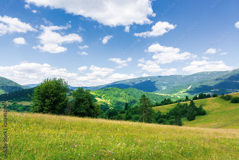 beautiful mountain landscape in summer. grassy meadow with wild herbs on rolling hills. ridge in the distance. amazing sunny weather with fluffy clouds on the blue sky