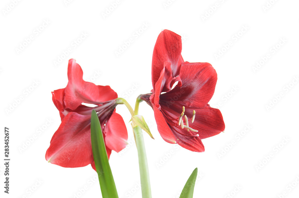 Hippeastrum Hippeastrum