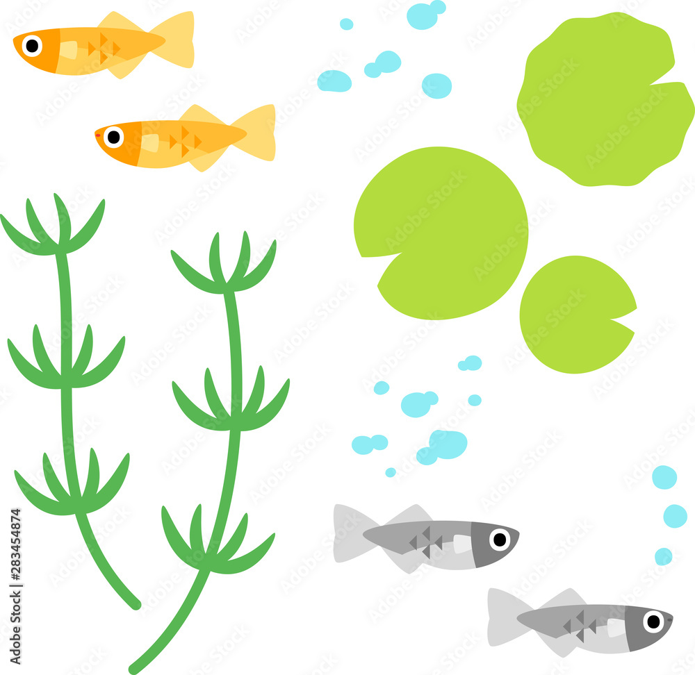 メダカと水草のイラストセット Stock ベクター Adobe Stock