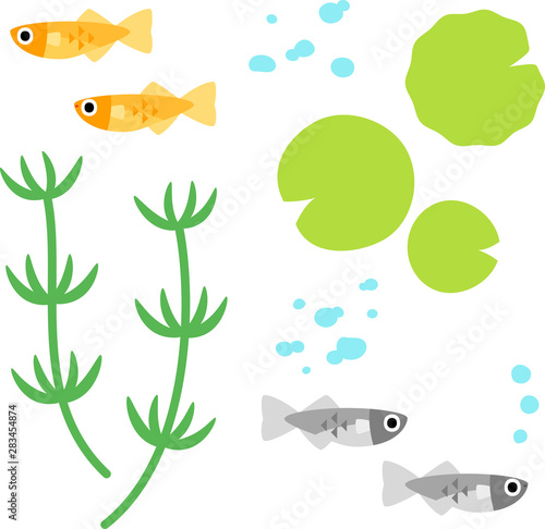 メダカと水草のイラストセット Stock Vector Adobe Stock