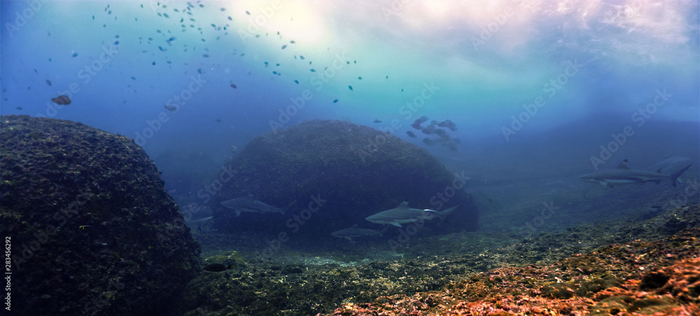 black tip reef sharks on coral reef