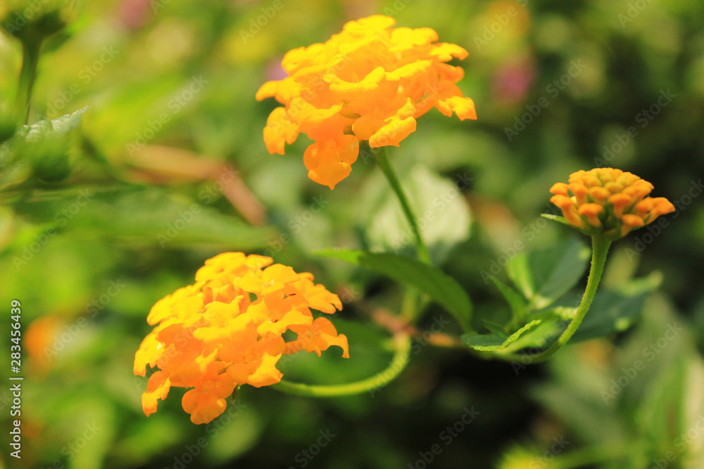 Lovely Lantana Camara Yellow Blossom Lovely Lantana Camara Yellow Blossom