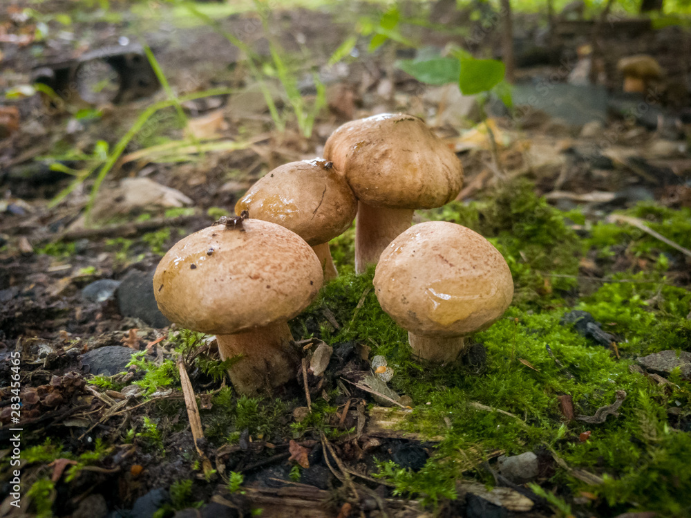 mushrooms in forest mushrooms in forest