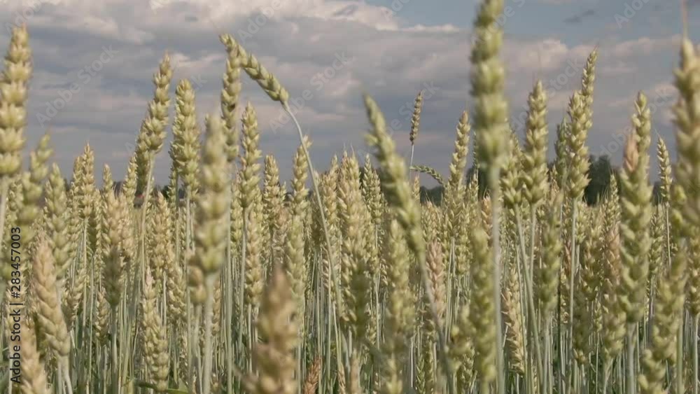 Slow Motion. Moving straws of agriculture dry grain fields. Farm plant. Slow Motion. Moving straws of agriculture dry grain fields. Farm plant.